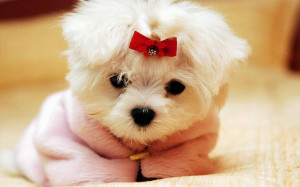 cute dog - Dogs Wallpaper