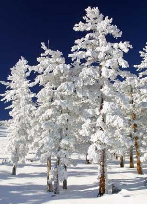 ... Winter Trees, Beautiful, Snow Pictures, Winter Wonderland, White