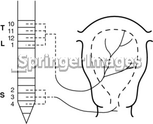 Labor Pain Pathways