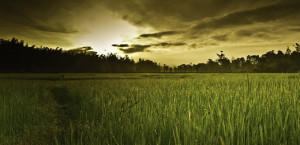 Great Quotes By Women Environmentalists