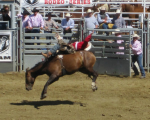 Calf Roping Quotes Then they had the calf roping
