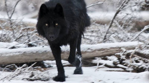 Black wolf wild animal pack the wolves lone HD Wallpaper