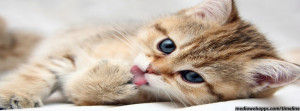Cute kitten cat timeline cover photo