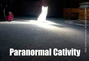 funny-cat-pics-paranormal-cativity