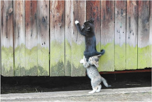 Kitten teamwork