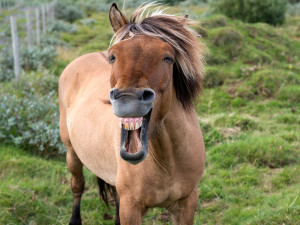 BLOG - Funny Horse Face Pictures
