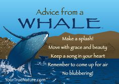 Advice from a Whale - Jumbo Magnet - Your True Nature More