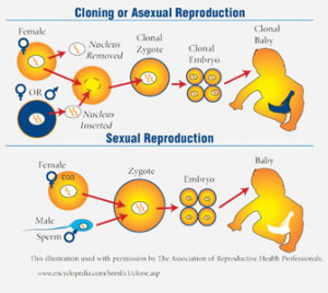 Have animals been created and birthed using asexual reproduction?