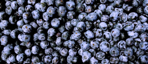 Frozen Blueberry Pie Recipe