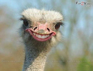 Ostrich Funny Smile
