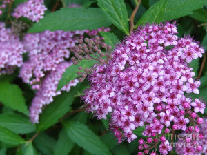 Spirea Photograph - Spirea Fine Art Print