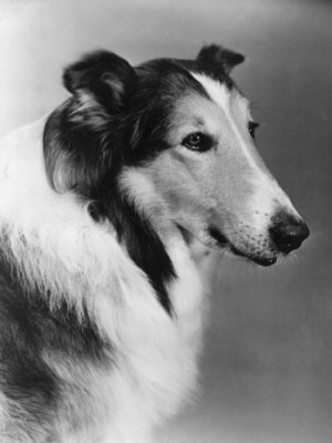 Lassie' Owner Files $1 Million Lawsuit Against TV Dog Commercial ...