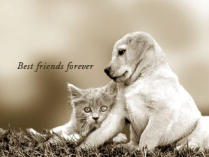 Funny Animals best friends gallery picture cartoons