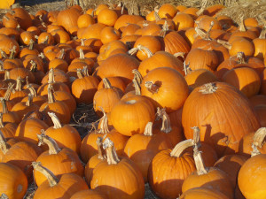 Fall Pumpkin Pictures