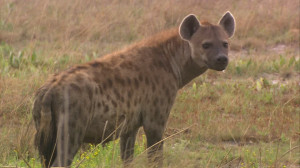 SPOTTED HYENA QUOTES