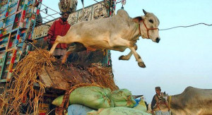 AAP - Aam Aadmi Party: Abolish animal abuse: Immediate action on ...