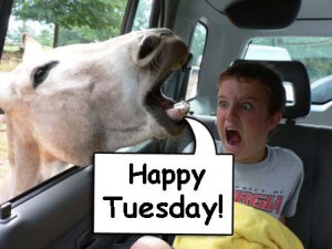 Happy Tuesday Funny Quotes Horse: happy tuesday