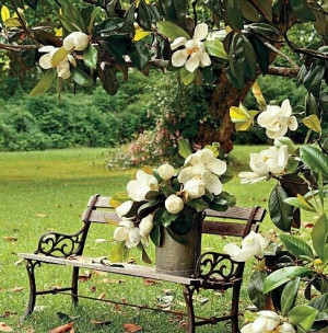 ... Gardens, Full Flower, Magnolias Trees, Gardens Benches, Mississippi