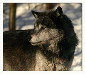Grey Wolf alpha male photo - Lynne Holtrust photos at pbase.