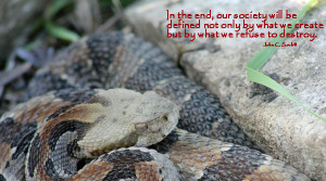 Rattlesnake Education and Awareness