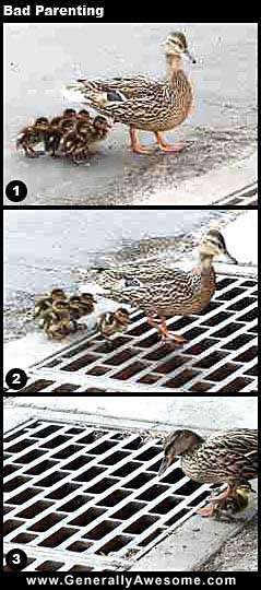 Ducklings are cute, even the ugly duckling grew up!!