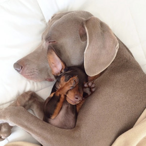 Harlow and Indi two of the cutest and most popular dogs on Instagram ...