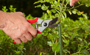 garden water wise tips for starting a veggie garden this summer tips ...