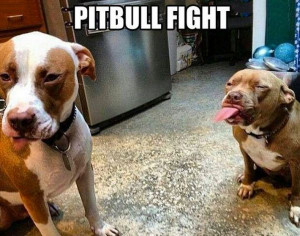 Pit Bull Fight - Dog humor