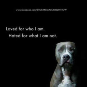 Photo of the Day: Adorably Cute, Sad Pit Bull: “When will they blame ...