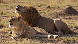 Lion and lioness