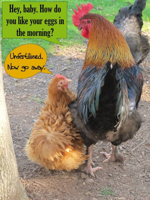 ... .com/Egg.Carton.Labels.by.ADozenGirlz #rooster #hen #chickens #funny