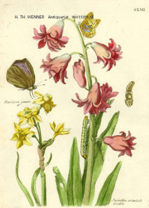 ... Narcisse Kolorierter Kupferstich Maria Sibylla Merian Plantes