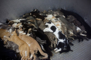 Cats in Freezer: Cat carcasses are stored in a walk in freezer until ...