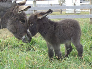 Fuzzy Baby Donkey Foal with Mother