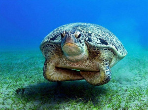 Turtle1 Grace Sea Turtles