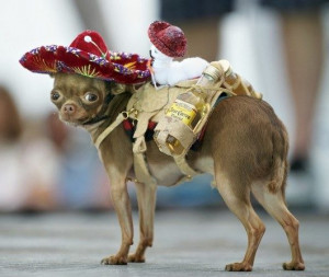 Funny Chihuahua Dogs New Photos