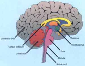 The control centre of the human body is the human brain. It is by far ...