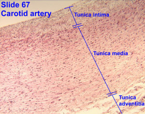 Elastic Artery Histology Slide