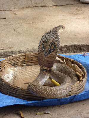Se*ual – king cobra can take up to 72 hours.