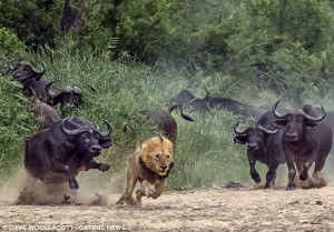 Hunter becomes the hunted as this not-so-fierce lion is forced to flee ...