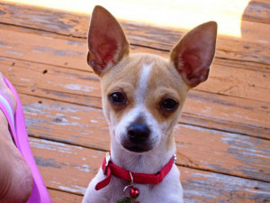 Dog of the Day: Petey, Chihuahua