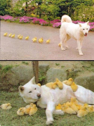 Husky mum to baby ducks!