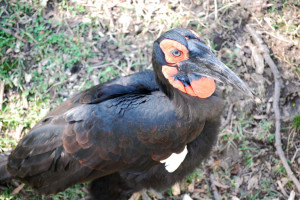African Ground Hornbill