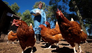 Frontline ... chickens are guinea pigs in tests for mosquito-borne ...
