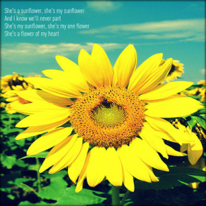She’s a Sunflower ~ Flowers Quote