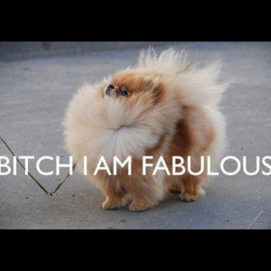 ... Funnies Quotes, Funnies Stuff, Inspiration Quotes, Funnies Pomeranians