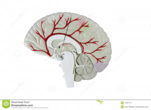Search Results for: Human Brain Cross Section