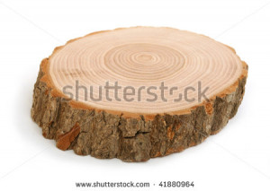 of tree trunk showing growth rings on white background - stock photo ...