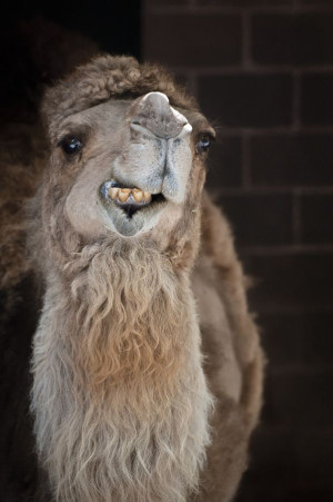 Related Pictures funny camel face