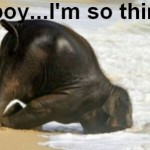Baby Elephant Quotes Funny